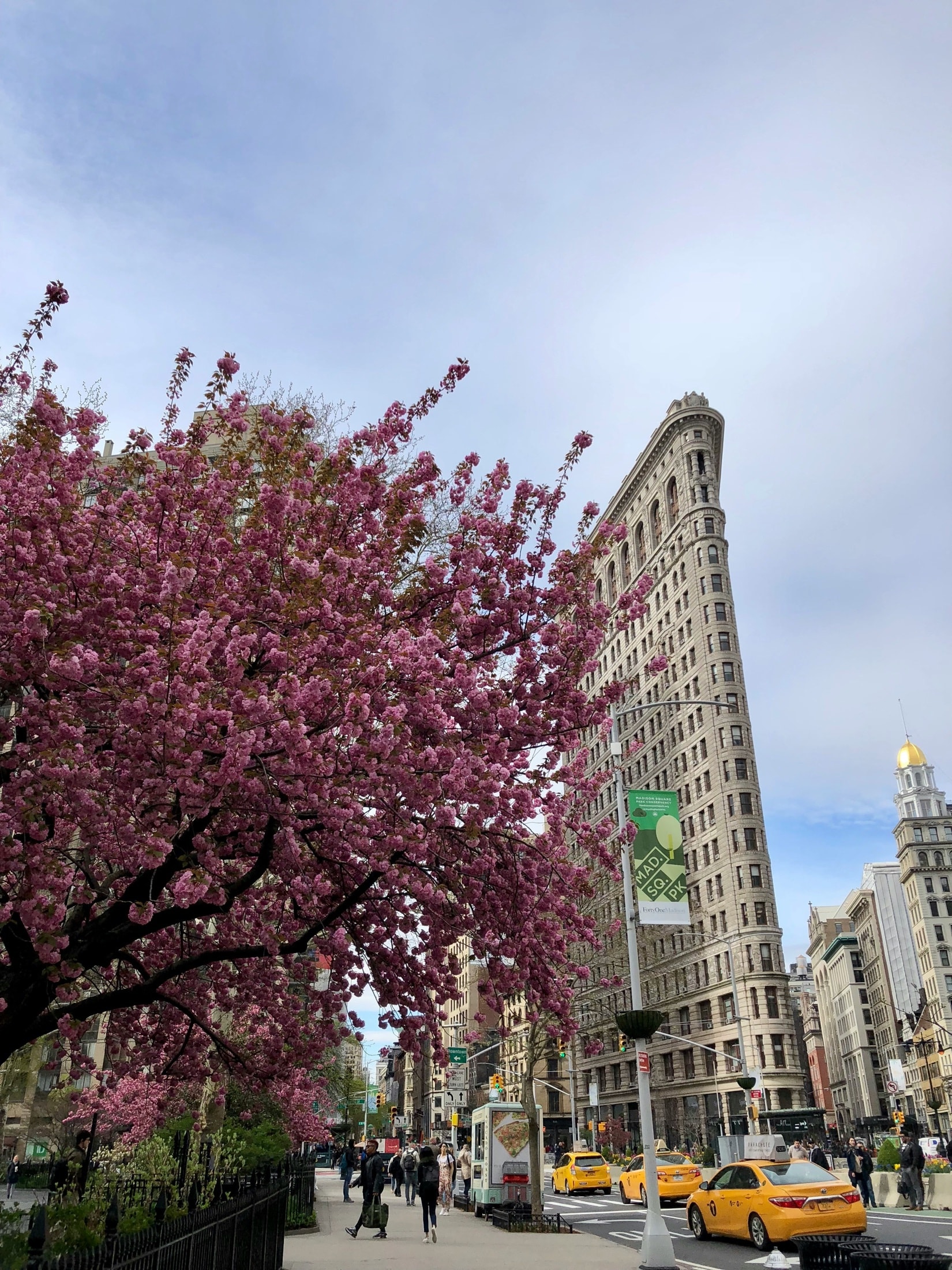 Spring blossoms in Madison Square Park